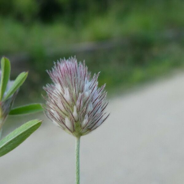 Trifolium arvense പുഷ്പം