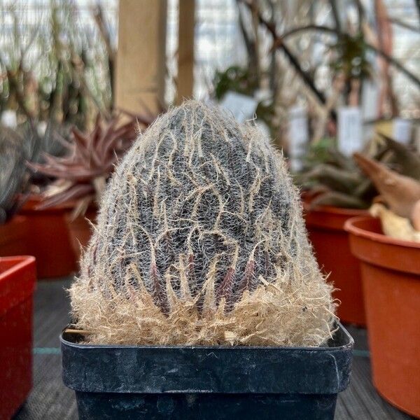 Haworthia bolusii Lehti