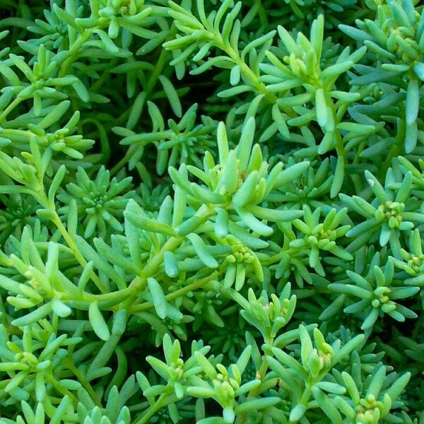 Sedum hispanicum Blatt