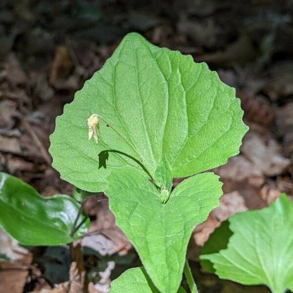 Viola pubescens Kwiat