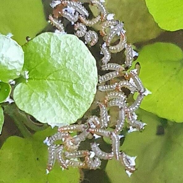 Nasturtium officinale List