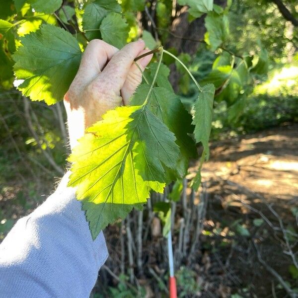 Crataegus submollis Leaf