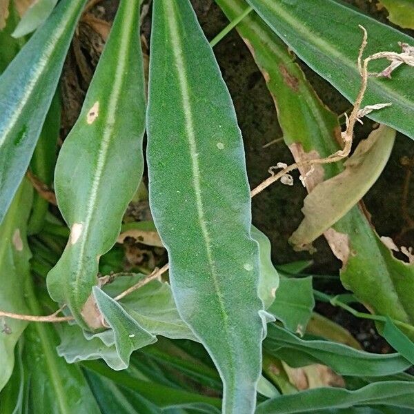 Matthiola maderensis Leaf