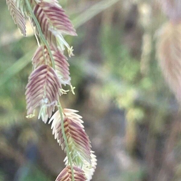 Eragrostis superba Flower