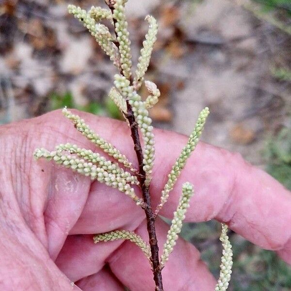 Tamarix canariensis 花