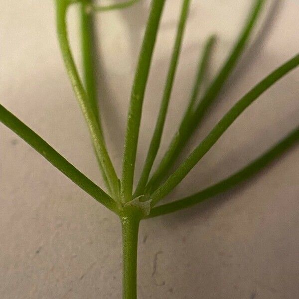 Spergula arvensis Feuille