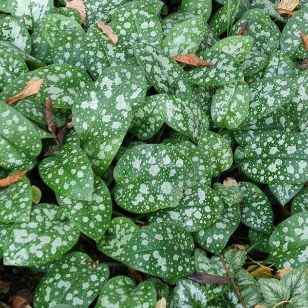 Pulmonaria officinalis List