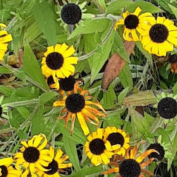 Rudbeckia triloba Blomma