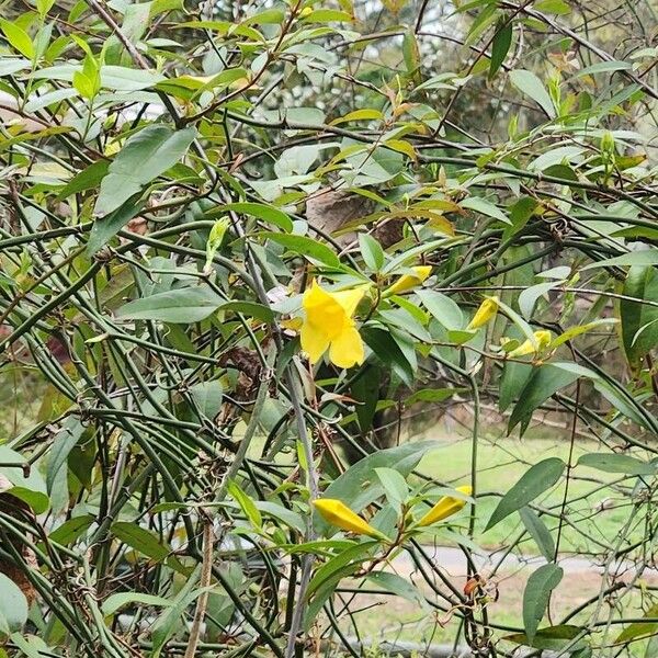 Gelsemium sempervirens Fleur