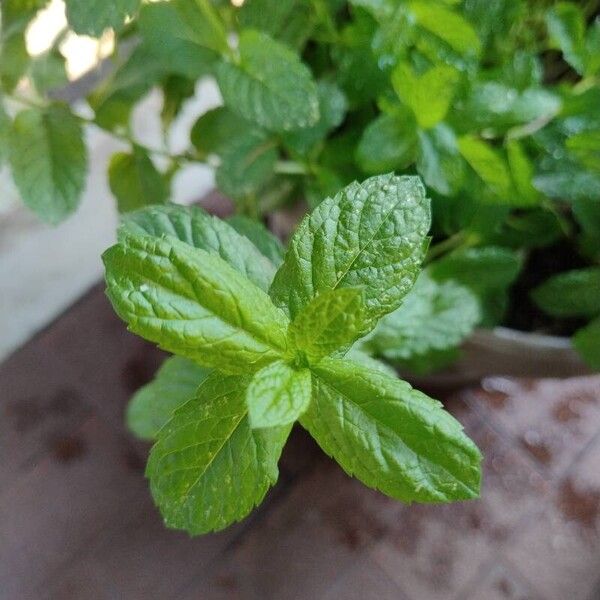 Mentha spicata Blatt