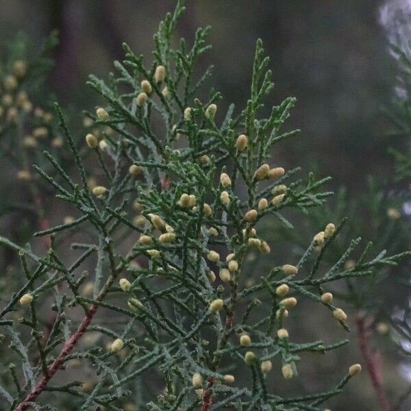 Juniperus chinensis Flower