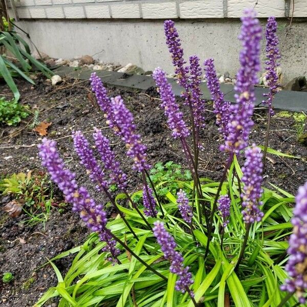 Liriope muscari Цвят