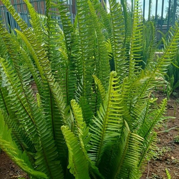 Nephrolepis cordifolia Leaf