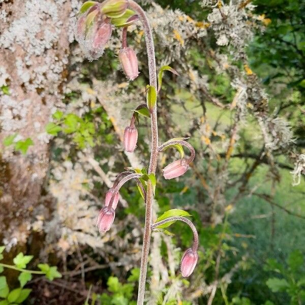 Lilium martagon 花