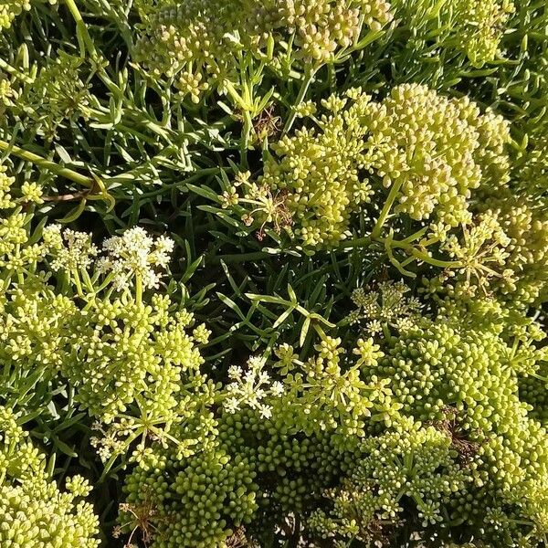 Crithmum maritimum आदत