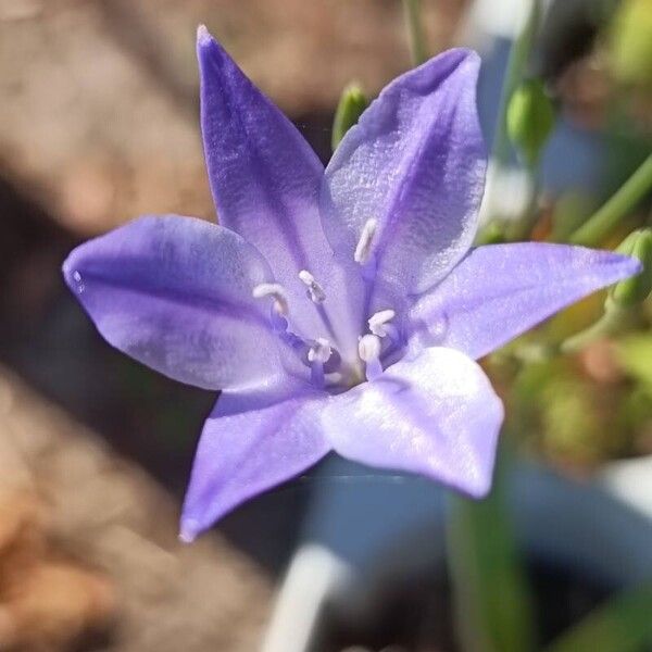 Triteleia laxa Çiçek