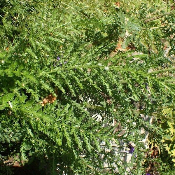 Achillea odorata 整株植物