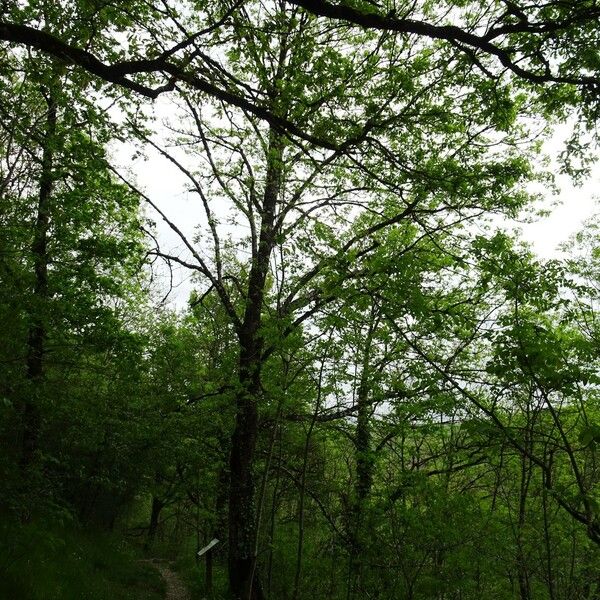 Fraxinus excelsior Habitus