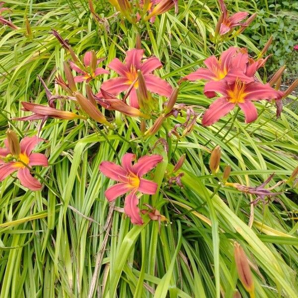 Hemerocallis fulva Blüte