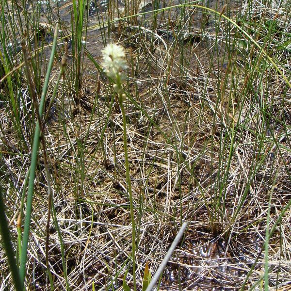 Triantha glutinosa Fleur