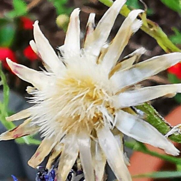 Centaurea diffusa Virág