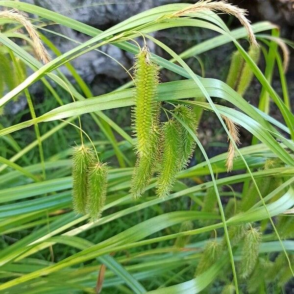 Carex pseudocyperus Flor