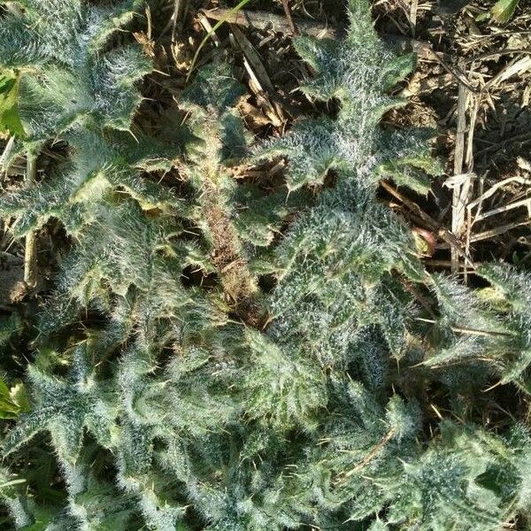 Cirsium vulgare Leaf