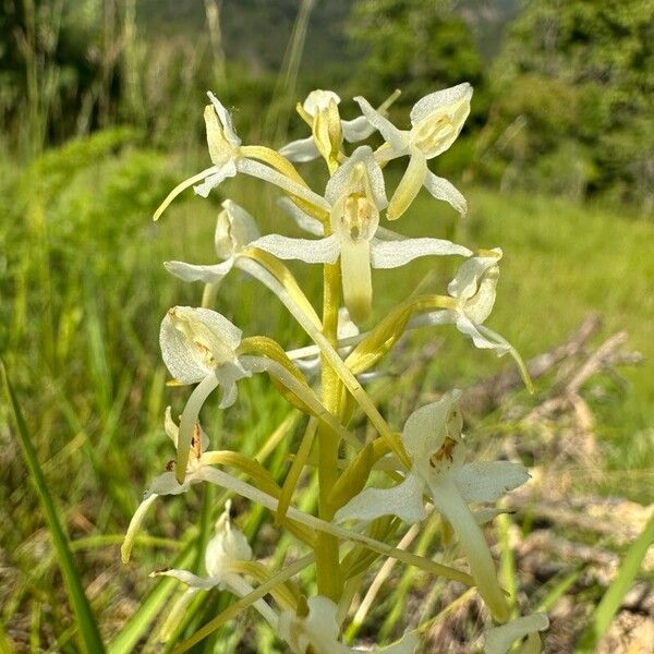 Platanthera bifolia Žiedas