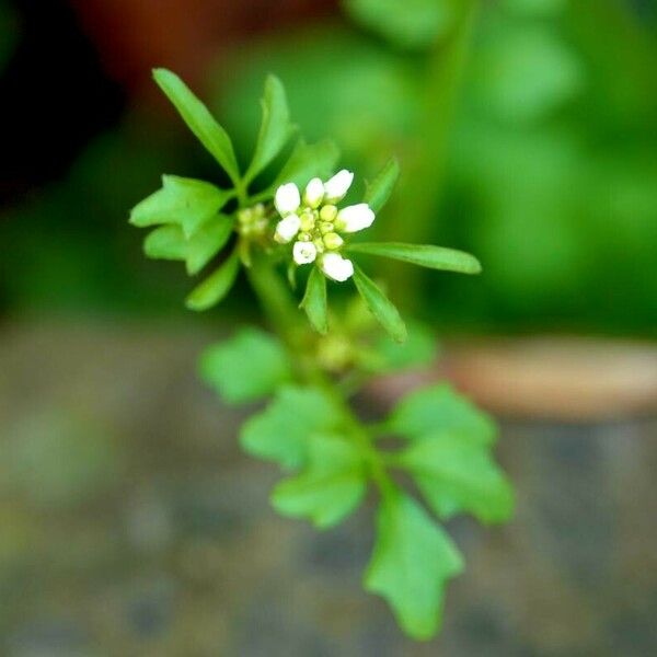 Cardamine bonariensis Leaf