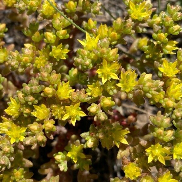 Sedum annuum Virág