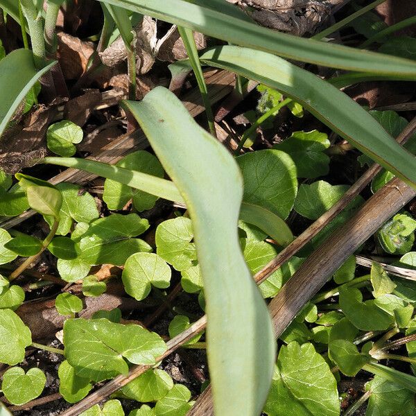 Tulipa biflora Blad