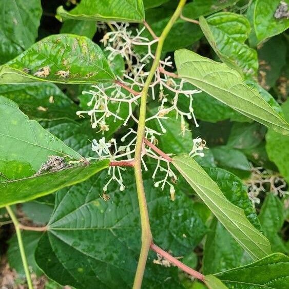 Alangium chinense ᱵᱟᱦᱟ