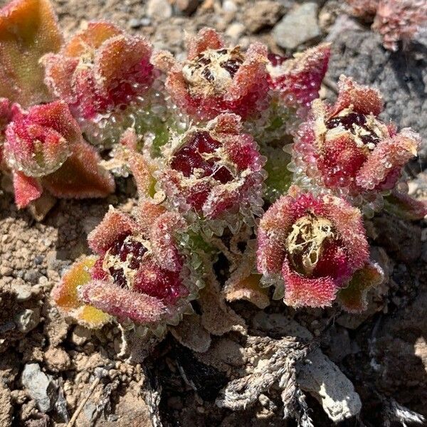 Mesembryanthemum crystallinum Flower