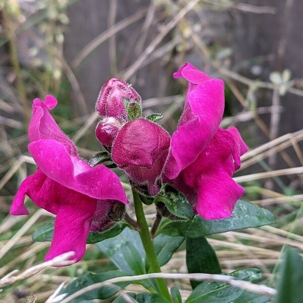 Antirrhinum majus Квітка