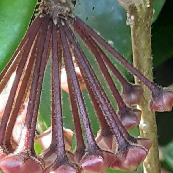 Hoya carnosa Blodyn