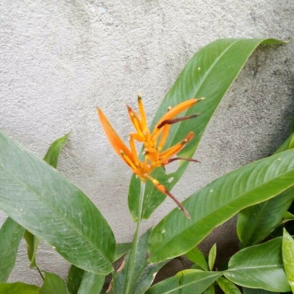 Heliconia latispatha Blüte