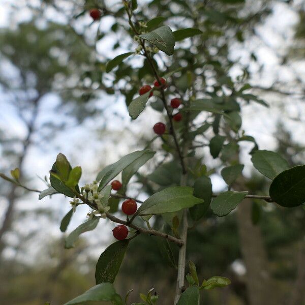 Ilex vomitoria Frukto