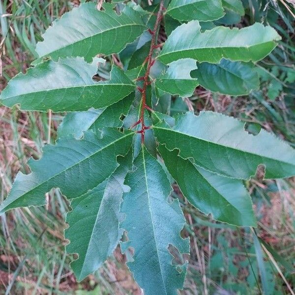 Prunus serotina Feuille