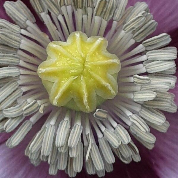 Papaver somniferum Flor