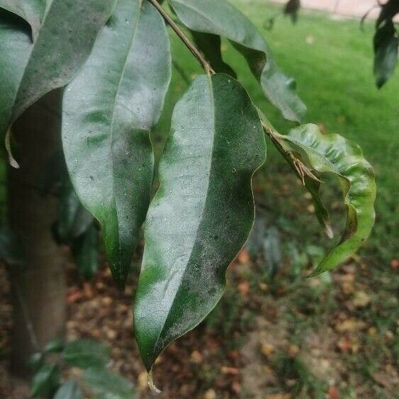 Myroxylon balsamum Blatt
