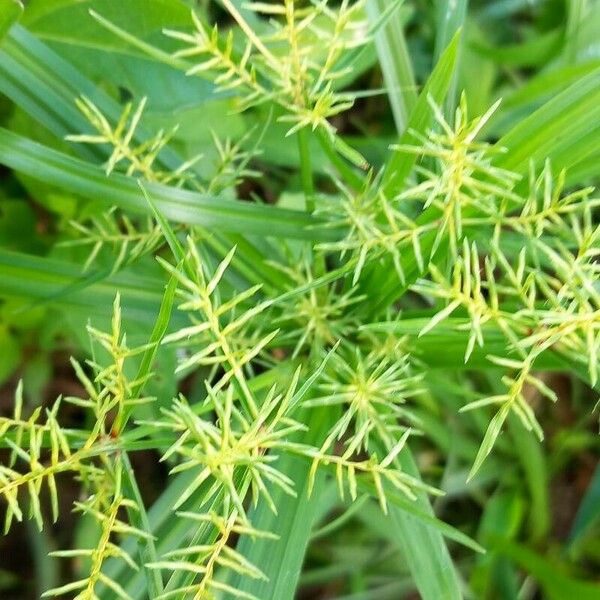 Cyperus alopecuroides Blüte