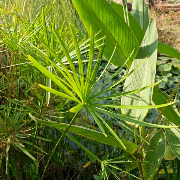 Cyperus alternifolius عادت