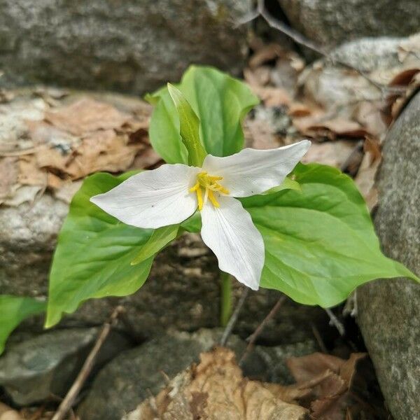 Trillium ovatum Blüte