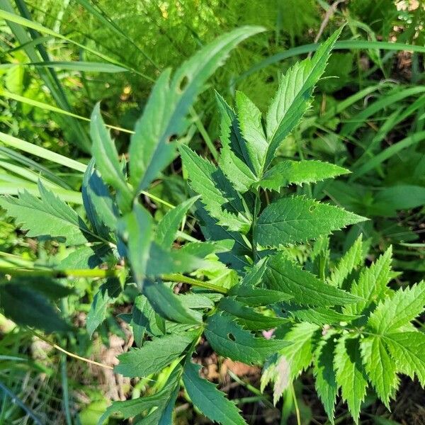 Serratula coronata Leaf