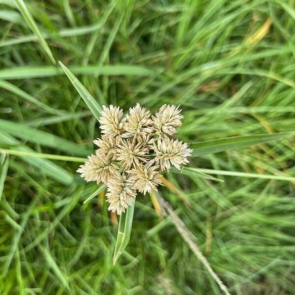 Cyperus eragrostis Flower