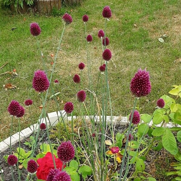 Allium sphaerocephalon Habit