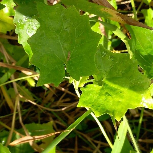 Mikania micrantha Blatt