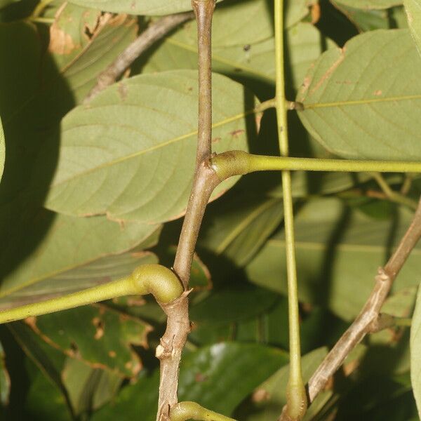 Machaerium floribundum Folha