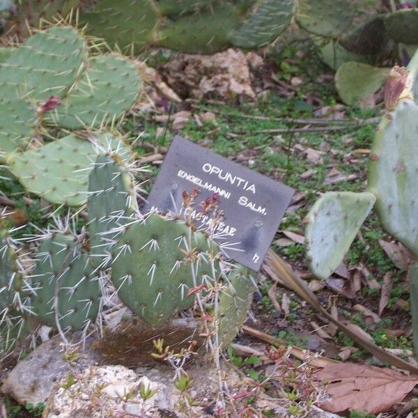 Opuntia engelmannii List