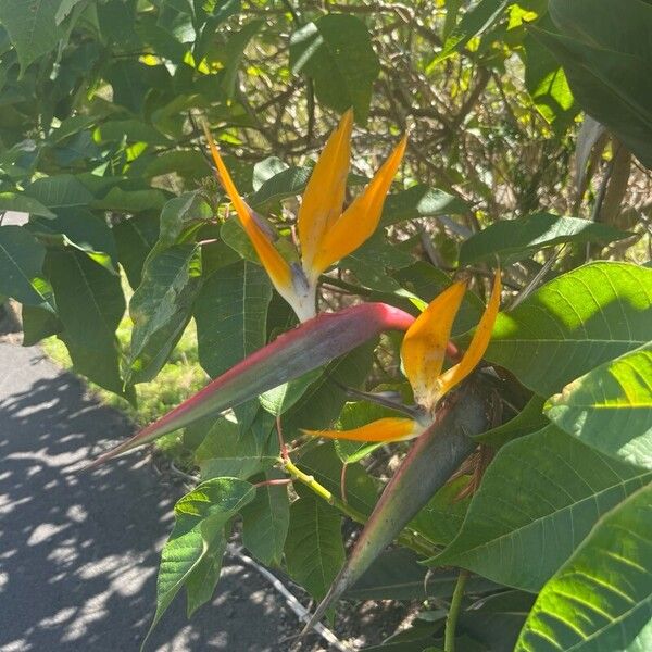 Strelitzia reginae Kwiat